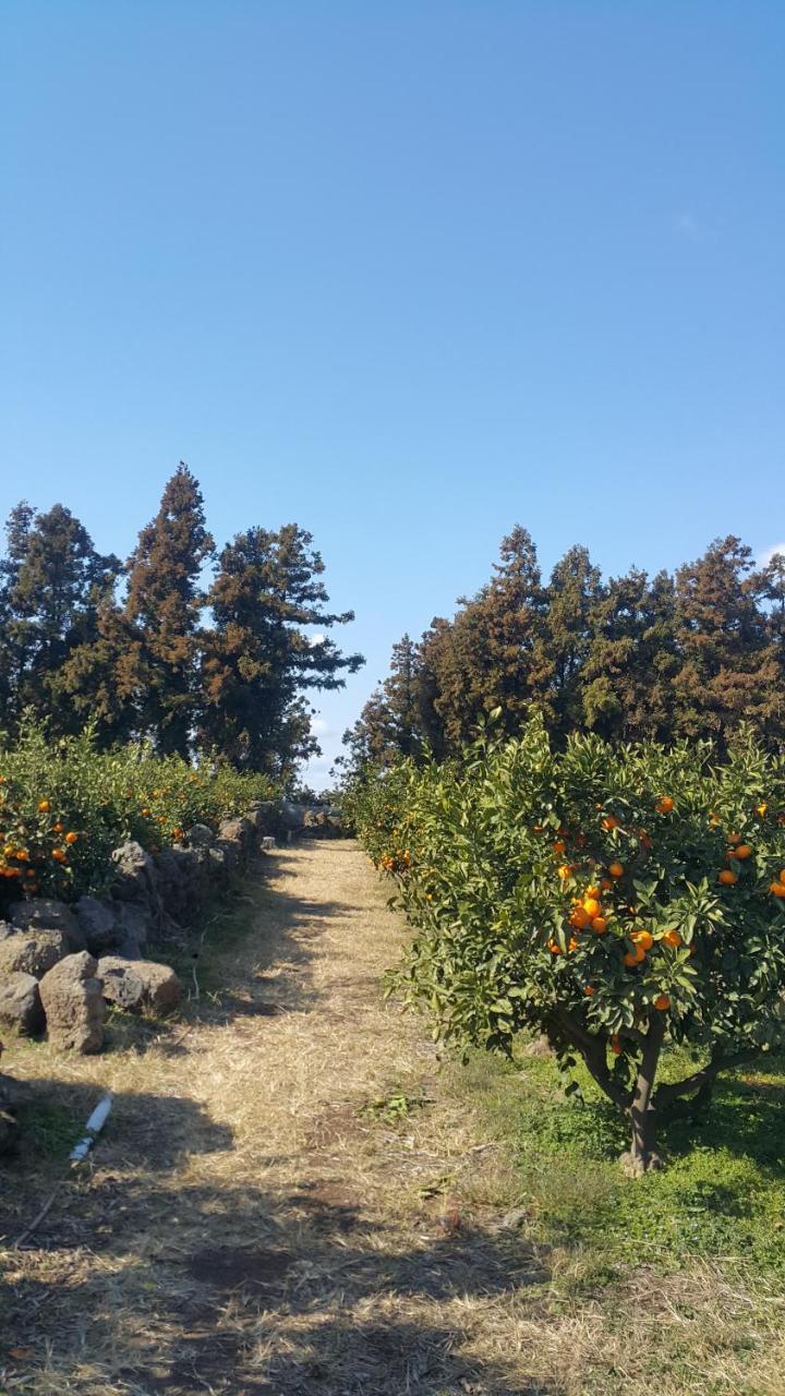 Jeju Mermuri Yerye-dong Екстер'єр фото