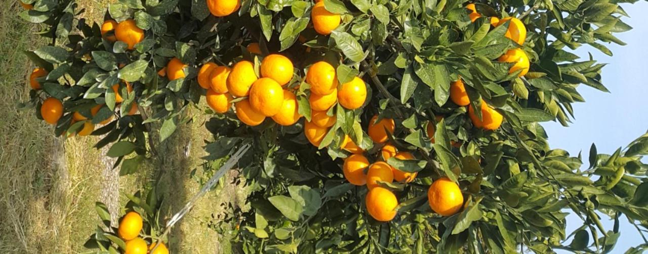 Jeju Mermuri Yerye-dong Екстер'єр фото