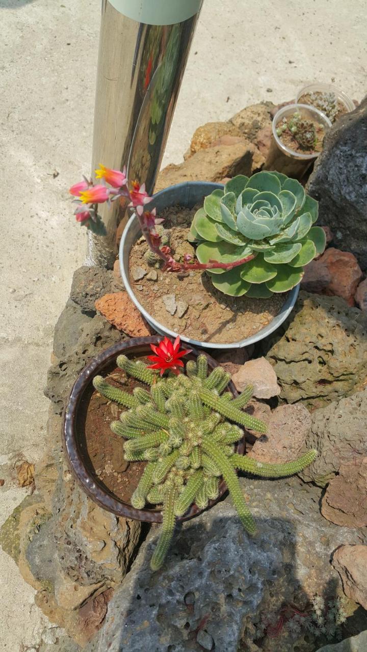 Jeju Mermuri Yerye-dong Екстер'єр фото