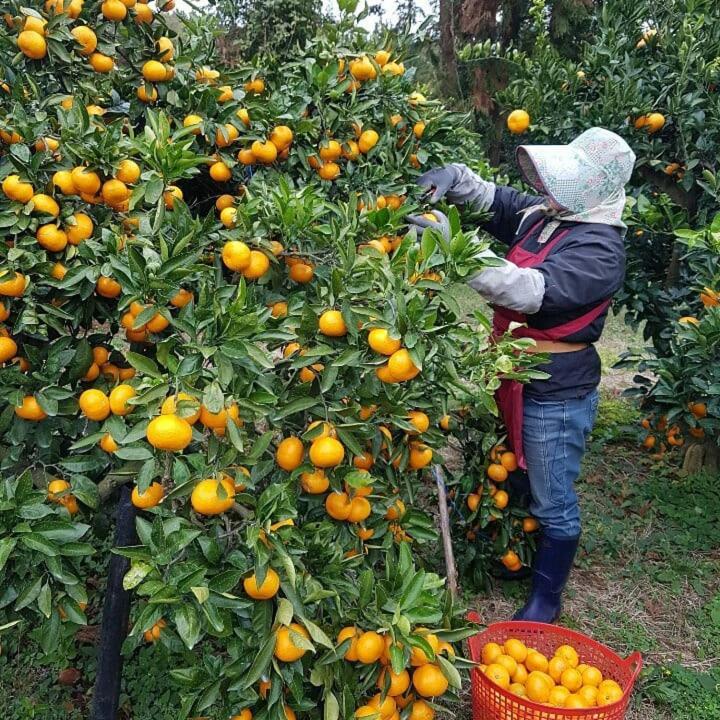 Jeju Mermuri Yerye-dong Екстер'єр фото